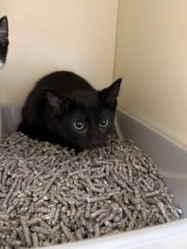 Chili -  Domestic Short Hair Cat for Adoption in Pequot Lakes, Minnesota - Chili | PetCurious