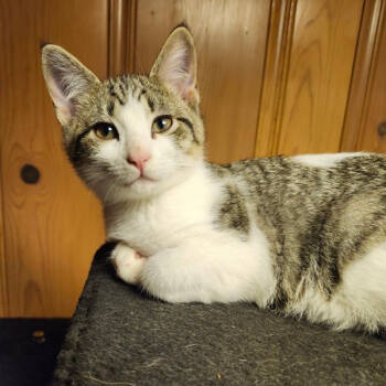Rescue Domestic Short Hair Cats for Adoption in Saint Paul, Minnesota - Caleo | PetCurious