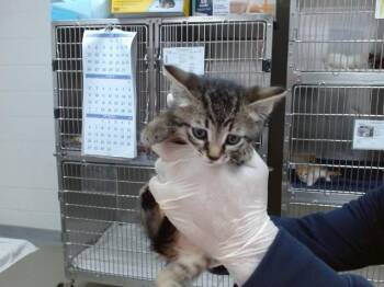 BADGER -  Domestic Short Hair Cat for Adoption in Salinas, California - BADGER | PetCurious