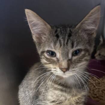 Topaz -  Domestic Short Hair Cat for Adoption in Bristol, Indiana - Topaz | PetCurious