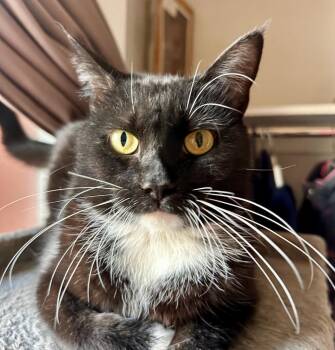 Rachel -  Domestic Short Hair Cat for Adoption in Boone, Colorado - Rachel | PetCurious