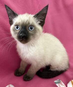 Rosie (Regis) -  Siamese Cat for Adoption in Davis, California - Rosie (Regis) | PetCurious