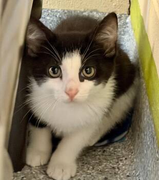 Kevin -  Domestic Short Hair Cat for Adoption in Columbia, Illinois - Kevin | PetCurious
