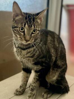 Max -  Domestic Short Hair Cat for Adoption in Austin, Texas - Max | PetCurious