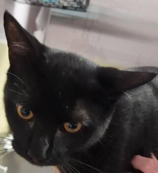 Kooky -  Domestic Short Hair Cat for Adoption in Vancouver, Washington - Kooky | PetCurious