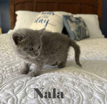 Domestic Short Hair Cats Available for Adoption in Crown Point, Indiana - Nala | PetCurious