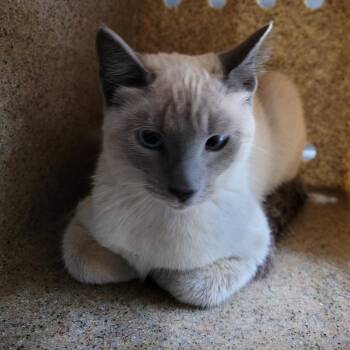 Dharma U1324 -  Siamese Cat for Adoption in Salt Lake City, Utah - Dharma U1324 | PetCurious