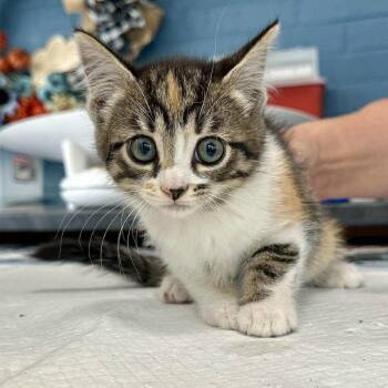 Rescue Domestic Short Hair Cats for Adoption in Woodstock, Virginia - Bindi May | PetCurious
