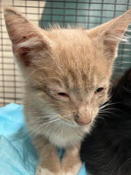 ORANGE -  Domestic Medium Hair Cat for Adoption in Corpus Christi, Texas - ORANGE | PetCurious