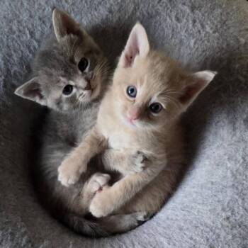 Hoagie -  Domestic Short Hair Cat for Adoption in Walker, Michigan - Hoagie | PetCurious