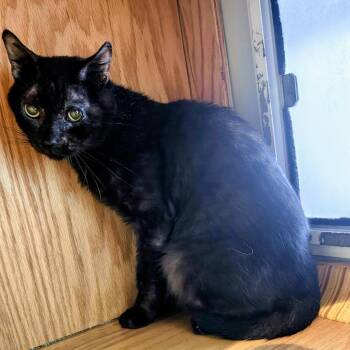 Midnight -  Domestic Short Hair Cat for Adoption in Bentonville, Arkansas - Midnight | PetCurious