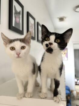 Rescue Domestic Short Hair Cats for Adoption in Chicago, Illinois - Arthur - Francine