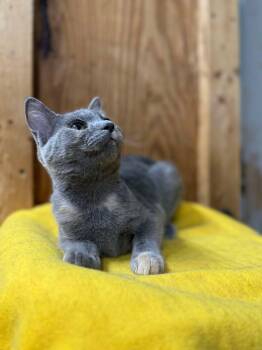 Rescue Domestic Short Hair Cats for Adoption in Marion, Indiana - Quinn | PetCurious
