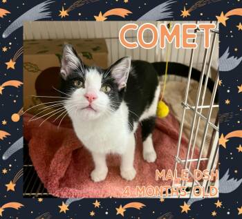 Rescue Domestic Short Hair Cats for Adoption in Danville, Indiana - Comet | PetCurious