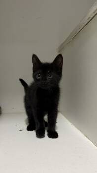 Domestic Short Hair Cats Available for Adoption in Altoona, Pennsylvania - Garbanzo Bean | PetCurious