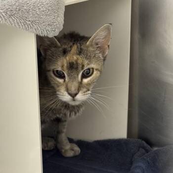 Ophelia -  Domestic Short Hair Cat for Adoption in Des Moines, Iowa - Ophelia | PetCurious