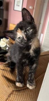 LADYBUG -  Domestic Short Hair Cat for Adoption in Sacramento, California - LADYBUG | PetCurious