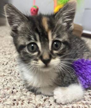 Rescue Domestic Short Hair Cats for Adoption in Great Falls, Montana - Lisa | PetCurious
