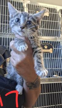 Rescue Domestic Short Hair Cats for Adoption in Tulare, California - Nikki | PetCurious