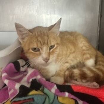 Rescue Domestic Short Hair Cats for Adoption in Grinnell, Iowa - Daisy | PetCurious