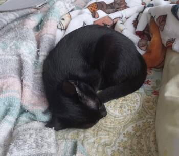 Braven -  Domestic Short Hair Cat for Adoption in Oviedo, Florida - Braven | PetCurious