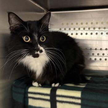 Elias -  Domestic Medium Hair Cat for Adoption in Port Townsend, Washington - Elias | PetCurious