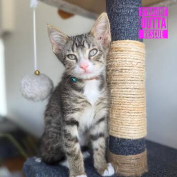 Gnocchi -  Domestic Short Hair Cat for Adoption in Vancouver, British Columbia - Gnocchi | PetCurious