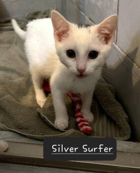 Silver Surfer 0162 -  Domestic Short Hair Cat for Adoption in Dallas, Texas - Silver Surfer 0162 | PetCurious