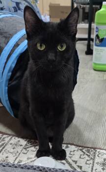 Jagger -  Domestic Short Hair Cat Available for Adoption in Arlington, Washington - Jagger | PetCurious