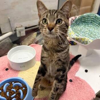 Sweet Pea - Bonded With Mischief -  Domestic Short Hair Cat for Adoption in Des Moines, Iowa - Sweet Pea - Bonded With Mischief | PetCurious