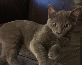 Rescue Domestic Short Hair Cats for Adoption in Mokena, Illinois - Syne | PetCurious