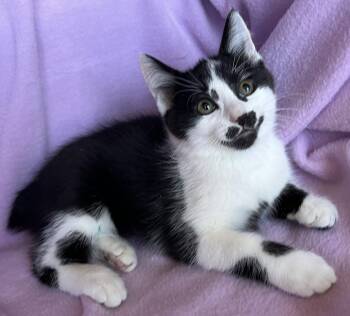 Olivia -  American Bobtail and Domestic Short Hair Cat for Adoption in Hood River, Oregon - Olivia | PetCurious
