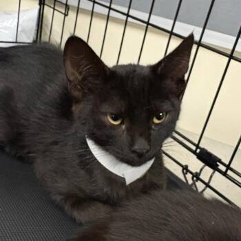 Daemon -  Domestic Short Hair Cat for Adoption in Pasadena, California - Daemon | PetCurious