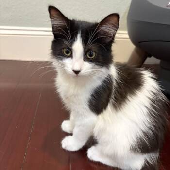 Luna Snow -  Domestic Medium Hair Cat for Adoption in Los Angeles, California - Luna Snow | PetCurious