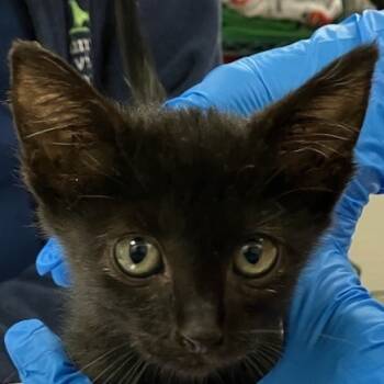 Rescue Domestic Short Hair Cats for Adoption in Las Cruces, New Mexico - Tiffany Valentine | PetCurious