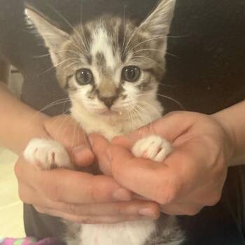 Domestic Short Hair Cats Available for Adoption in Tustin, California - Pollux | PetCurious