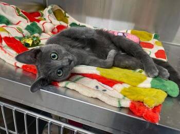 FLIPPER -  Domestic Short Hair Cat for Adoption in Tustin, California - FLIPPER | PetCurious