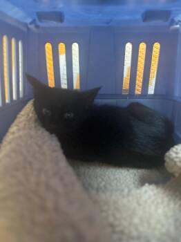 Rescue Domestic Short Hair Cats for Adoption in Cumming, Georgia - Loews | PetCurious