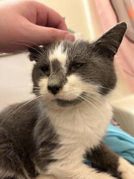 Rescue Domestic Short Hair Cats for Adoption in Toledo, Ohio - Vampurr | PetCurious