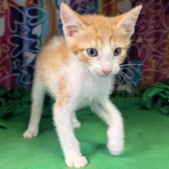 Platypus -  Domestic Short Hair Cat for Adoption - Platypus | PetCurious