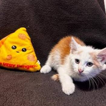 Feta -  Domestic Medium Hair Cat for Adoption in Belleville, Illinois - Feta | PetCurious
