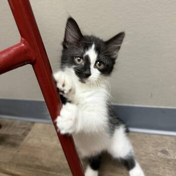 Arya Stark -  Domestic Medium Hair Cat for Adoption in Oconto, Wisconsin - Arya Stark | PetCurious