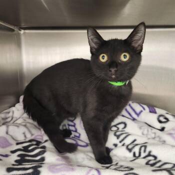 Baby Boy -  Domestic Short Hair Cat for Adoption in Fort Wayne, Indiana - Baby Boy | PetCurious