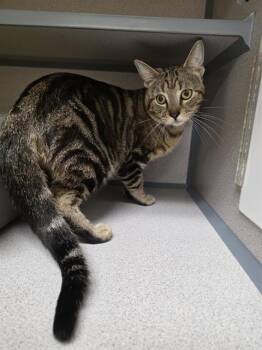 BOY SCOUT -  Domestic Short Hair Cat for Adoption in Aliquippa, Pennsylvania - BOY SCOUT | PetCurious