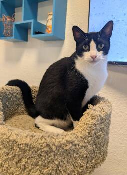 Domestic Short Hair Cats Available for Adoption in Palm Harbor, Florida - Thurmont | PetCurious