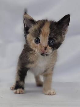 Gummy Bear -  Domestic Medium Hair and Domestic Short Hair Cat for Adoption in Fairhope, Alabama - Gummy Bear | PetCurious