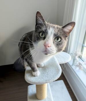Domestic Short Hair Cats Available for Adoption - Briggs MD | PetCurious
