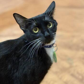 Sunglasses -  Domestic Short Hair Cat for Adoption in Tucson, Arizona - Sunglasses | PetCurious