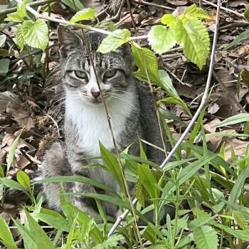 Domestic Short Hair Cats Available for Adoption in New York, New York - Charisma | PetCurious