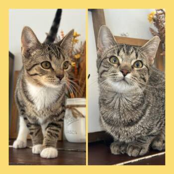 Rescue Domestic Short Hair Cats for Adoption in Mokena, Illinois - Katniss And Peeta | PetCurious